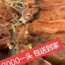 鲁西黄牛活体活牛犊牛苗改良黄牛肉牛犊公母一样牛犊幼