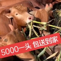鲁西黄牛牛苗牛犊活体改良肉牛犊西门塔尔牛小牛犊活体牛仔活