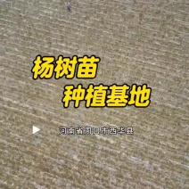 河南107杨树苗规格齐全速生杨白杨树无絮杨树苗送货上门
