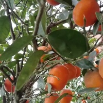 默科特
