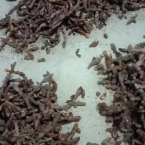 骨碎补产地一手货源，诚信经营，可视频看货欢迎电联