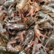 湖北潜江小龙虾精细化养殖品质保证产地直发