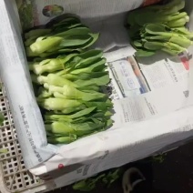 上海青苔