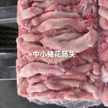 中小猪花肠头