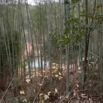 南竹