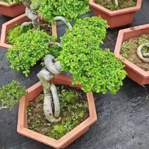 榆树怪恨