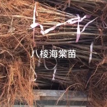 八棱海棠苗八棱海棠实生苗嫁接繁育苹果苗砧木