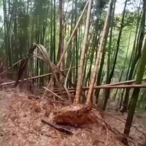 南竹