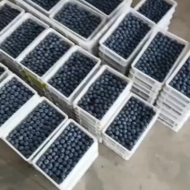 山东蓝莓莱克西F6公爵L25优瑞卡薄