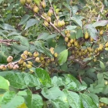 陇县果之源家庭农场高产药用连翘种植育苗基地