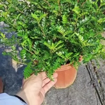 胡椒木盆苗