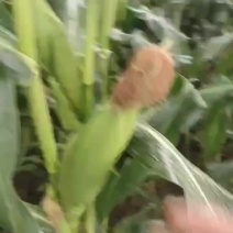 产地水果玉米产地直发水果玉米大量供货。货多量大。