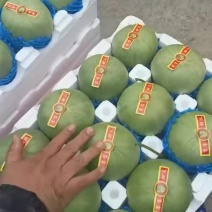 绿宝甜瓜大量上市质量好货源充足产地直发代收代发全国
