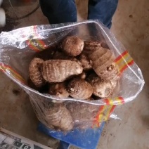 山东芋头*高产芋头种子*提供种植技术*包销售回收