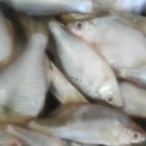 扒肚速冻鳑鲏鱼：有单的：有6两一包装的：欢迎下单