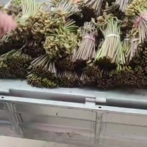 野生蕨菜