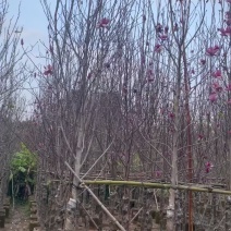紫玉兰基地直销规格齐全质量优欢迎来电洽谈合作