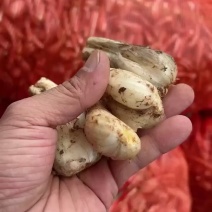 新鲜藠头