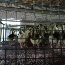 正品狮头鹅货体。纯种狮头鹅苗鹅苗潮汕狮头鹅三花鹅