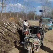 河北3公分矮接金叶榆4公分矮接金叶榆5公分金叶榆各18万