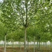 精品法桐10公分12公分15公分18公分20二三年帽法桐