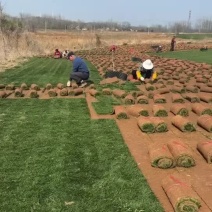 精品果岭草