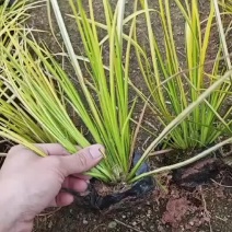 金边菖蒲福建漳州基地直发金边菖蒲