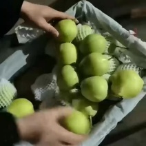 早酥梨
