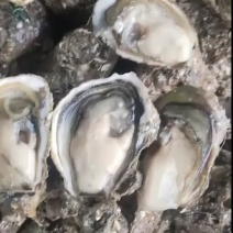 潮州蚝福建蚝乳山蚝半壳生蚝