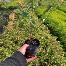 五色梅小杯中杯基地直销规格齐全质量优质欢迎老板来电