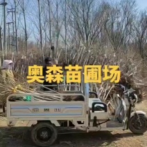 3公分金叶榆4公分金叶榆5公分金叶榆6公分金叶榆各88万
