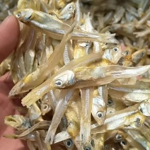 公鱼干淡晒小鱼干白凡鱼海燕鱼跑江湖摆地摊