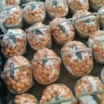 贵州大五星枇杷上市，量大，口感好，红度移，水份足。
