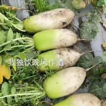 萝卜大量出货