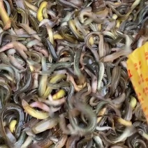 小泥鳅钓鱼