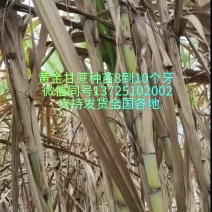 黄金甘蔗种苗千亩黄金甘蔗种苗一条龙服务