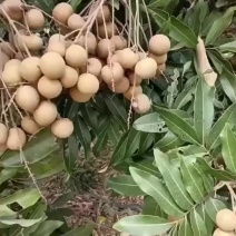 海南龙眼反季节果