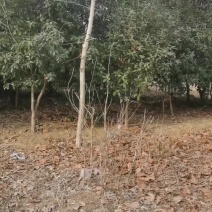 桂花树