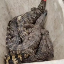鳄鱼养殖场，活体鳄鱼批发！