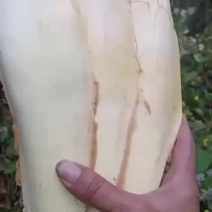 新鲜棕包