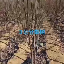 3-5公分早酥梨树