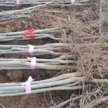 河南薄皮核桃树苗基地直发大量供应质量保证价格优惠