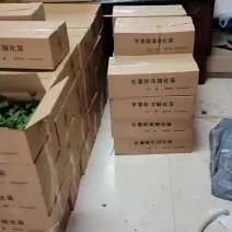 脱毒商薯19红薯苗多个品种量大从优成活率95%以上