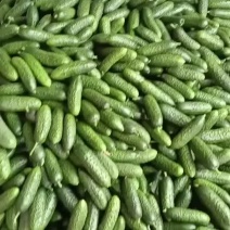 玛莎小黄瓜