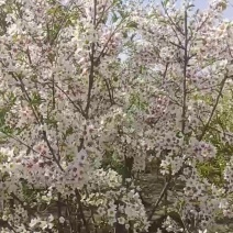 文冠花状元花文冠果苗文冠果花河北文冠果基地