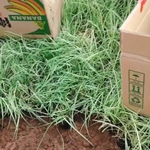 金叶苔草，精品苗，一手货源，基地直发供应