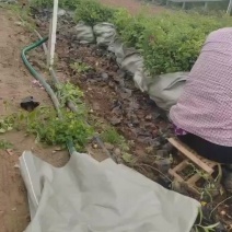 四季玫瑰，精品苗，一手货源，基地直发，供应
