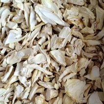 杏鲍菇根片干品