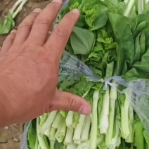 本地白菜苔