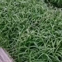 博白空心菜
